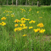 Arnica (Arnica montana)